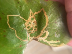 Marmara smilacisella