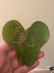 Marmara smilacisella