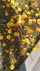 Dimorphotheca sinuata