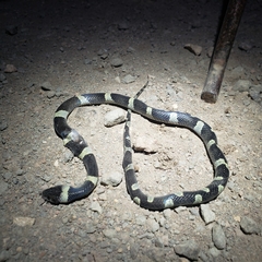 Leptodeira nigrofasciata