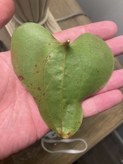 Marmara smilacisella