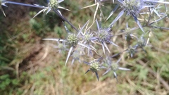 Eryngium amethystinum