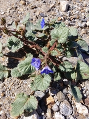 Phacelia campanularia campanularia