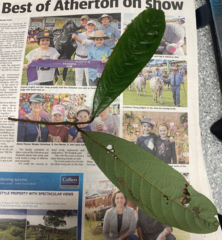 Cryptocarya mackinnoniana