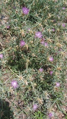 Centaurea calcitrapa