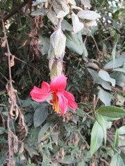 Mutisia clematis