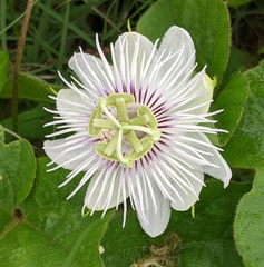 Passiflora moritziana