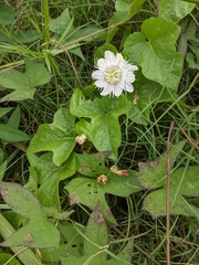 Passiflora moritziana