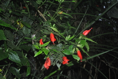 Malvaviscus penduliflorus