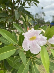 Tabebuia rosea