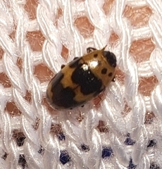 Ischyrus quadripunctatus