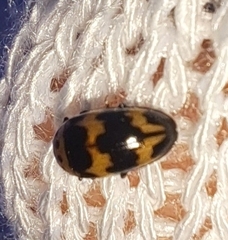 Ischyrus quadripunctatus