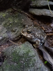 Odontophrynus
