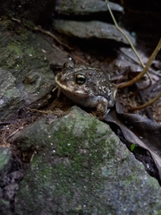 Odontophrynus