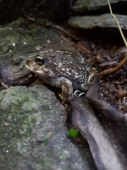 Odontophrynus
