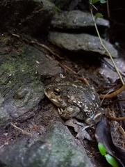 Odontophrynus