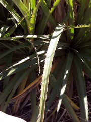 Eryngium paniculatum