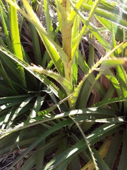 Eryngium paniculatum