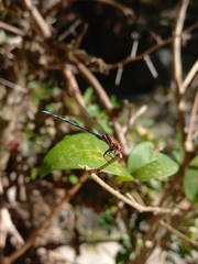 Argia joergenseni