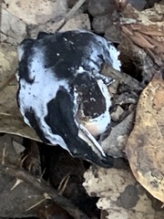 Hypomyces cervinigenus