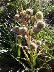 Eryngium paniculatum