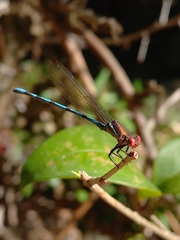 Argia joergenseni