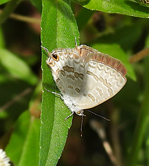 Catopyrops florinda