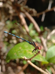 Argia joergenseni