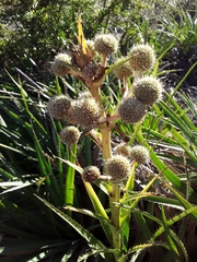 Eryngium paniculatum