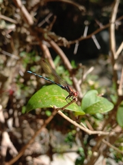 Argia joergenseni