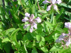 Stachys floridana