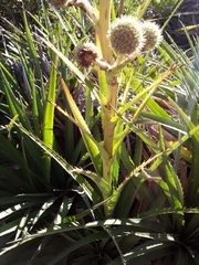 Eryngium paniculatum