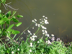 Erigeron quercifolius