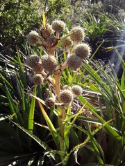 Eryngium paniculatum