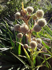 Eryngium paniculatum