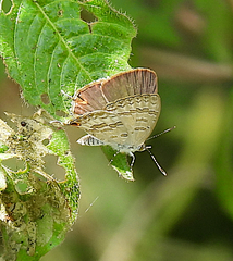 Catopyrops florinda