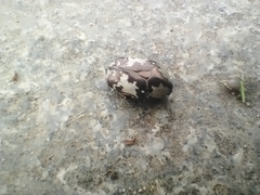 Protaetia aurichalcea