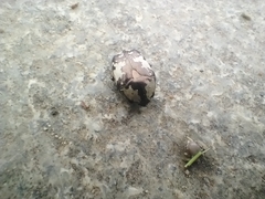 Protaetia aurichalcea