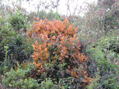 Dendrophthora avenia