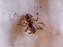 Larinioides sclopetarius