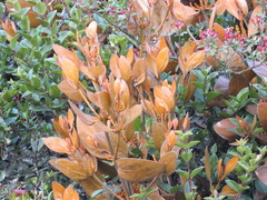 Dendrophthora avenia