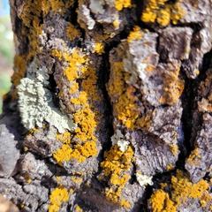 Candelariella rosulans