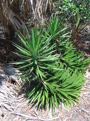Yucca aloifolia