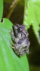 Craugastor megacephalus