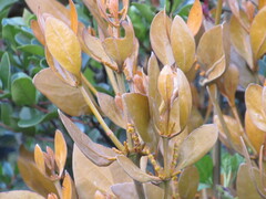 Dendrophthora avenia