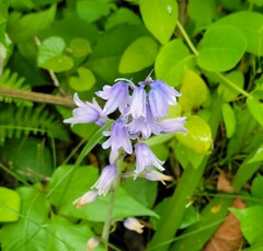 Hyacinthoides