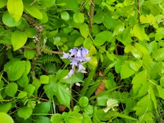 Hyacinthoides