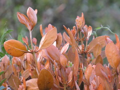 Dendrophthora avenia