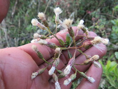 Baccharis bogotensis
