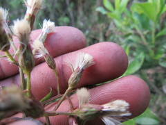 Baccharis bogotensis